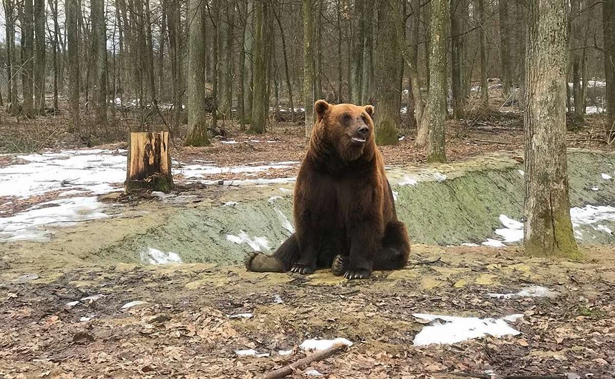 Ведмежий притулок «Домажир» співпрацюватиме з Яворівським природним парком