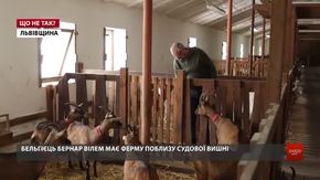 Конфлікт із фермою «Шеврет»: чи доведеться купувати козам навушники?