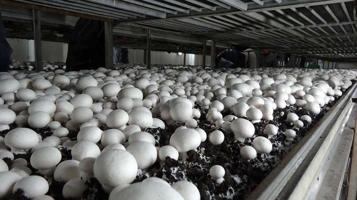 Україна торік  збільшила експорт печериць у 12 разів