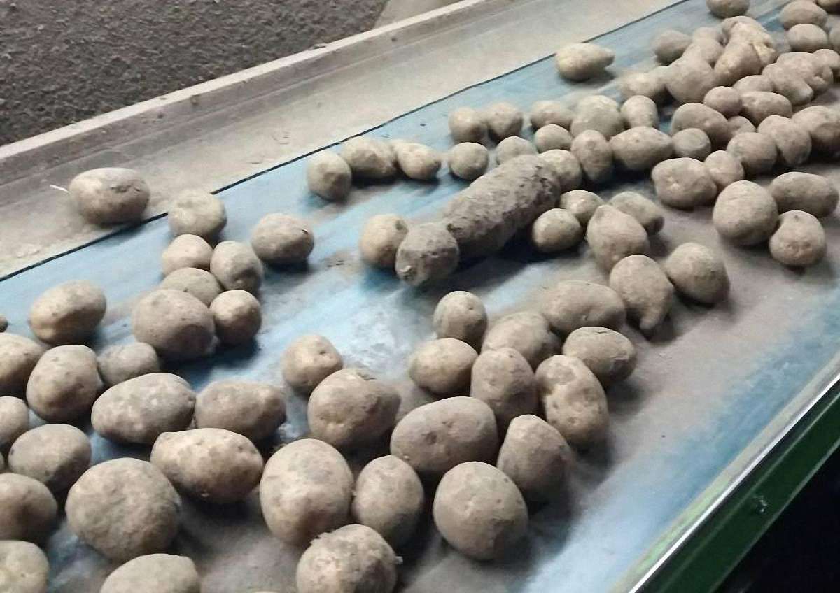 В картоплі на агропромисловому підприємстві на Львівщині знайшли артснаряд