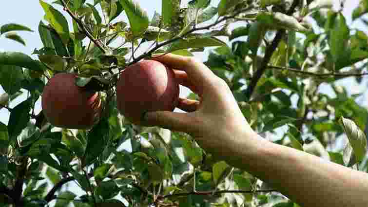 На Тернопільщині двоє місцевих мешканців викрали 200 саджанців яблунь з приватного саду
