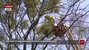 У Стрийському парку омела уразила майже третину дерев