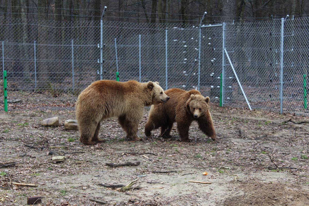 У ведмежому притулку  «Домажир» відкрили новий сезон