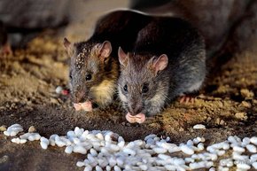 У Львові розпочинають масштабну дератизацію