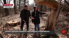 «Що більше безкарності, то більше ми маємо проблем з нелегальною рубкою лісів»