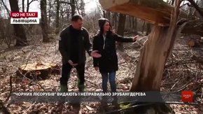 «Що більше безкарності, то більше ми маємо проблем з нелегальною рубкою лісів»