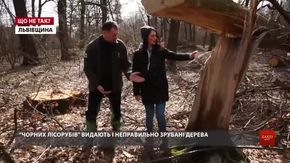 «Що більше безкарності, то більше ми маємо проблем з нелегальною рубкою лісів»