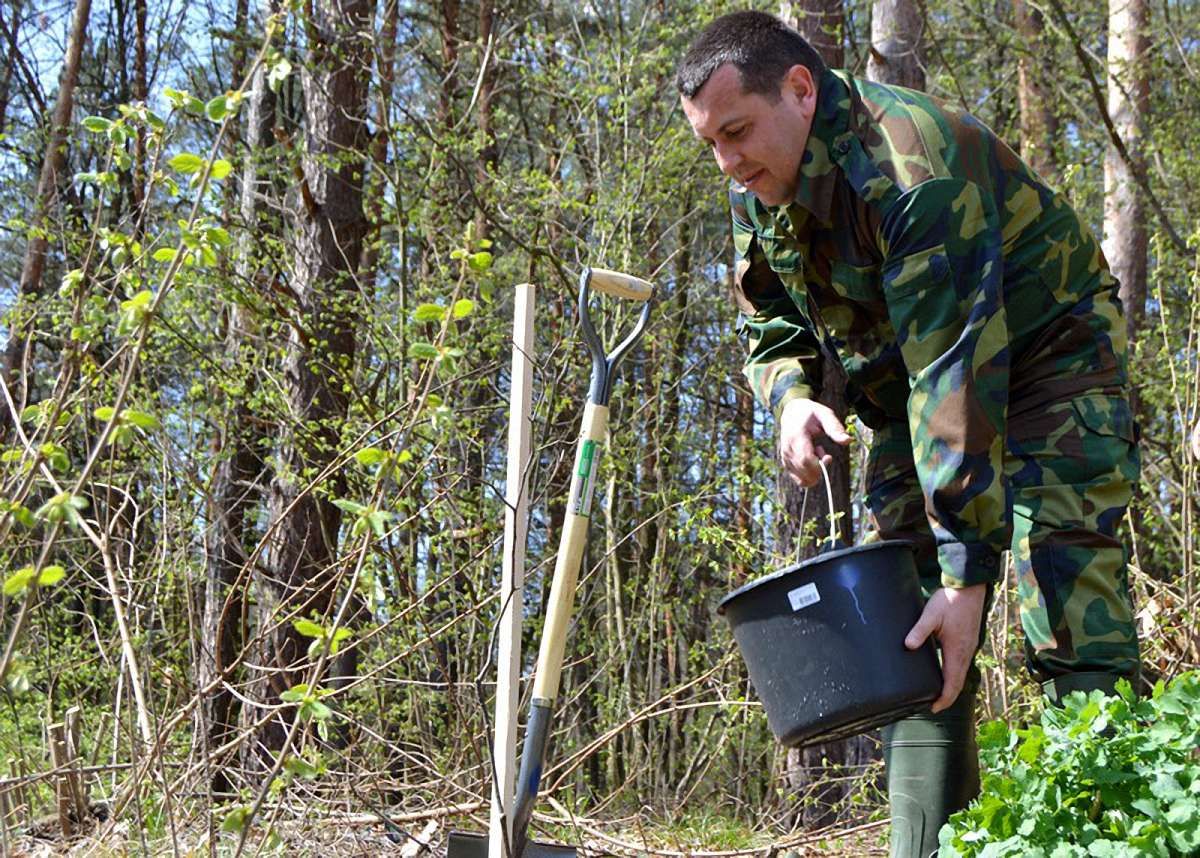 На Львівщині за кілька годин висадили найдовшу в України липову алею