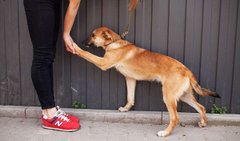 Життя з Дієзом