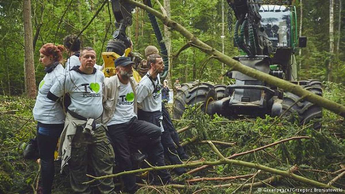 Європейський суд вирішив, що Польща незаконно вирубувала дерева у Біловезькій пущі