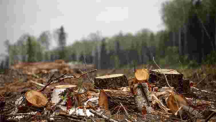 За незаконну вирубку на ₴1,3 млн майстра лісу покарали штрафом у ₴10 тис.