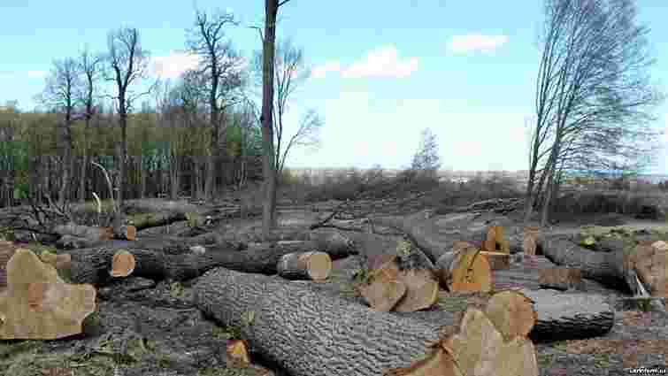 Дрогобицький суд звільнив від покарання охоронця лісу, що допустив вирубку дерев на ₴857 тис. 
