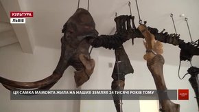 Після 23 років перерви львів’яни побачать відреставрований скелет мамонта