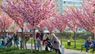 У Львові цвіте парк із сакурами. Фото дня