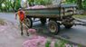 Двірники прибирають Ужгород від цвіту сакури. Фото дня