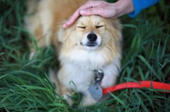 Вишукана родина Рояла