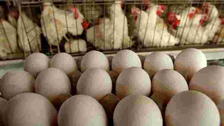 Україна випередила США і стала головним експортером яєць до Європи