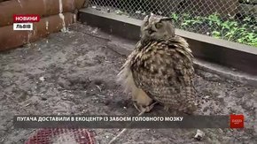 У Винниках на волю випустили червонокнижного пугача