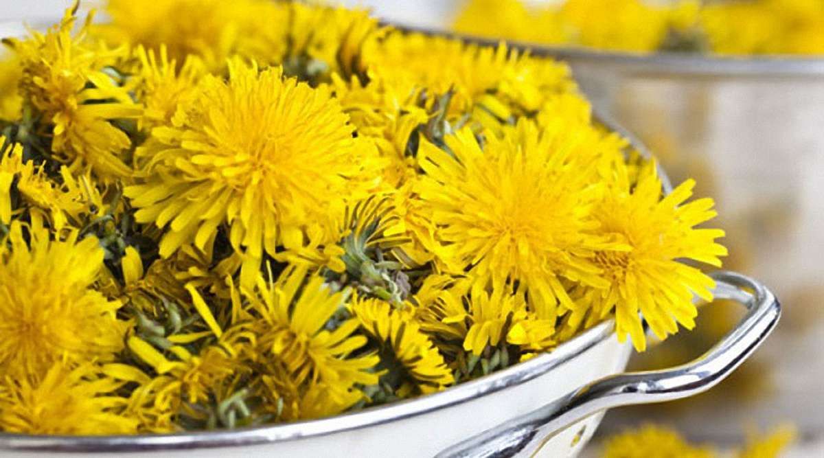 Вирощування кульбаби може стати в Україні надприбутковим бізнесом
