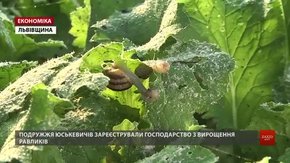 Ферма під Львовом експортує до ЄС 25 тонн равликів