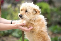 Білява Крихітка та її друзі