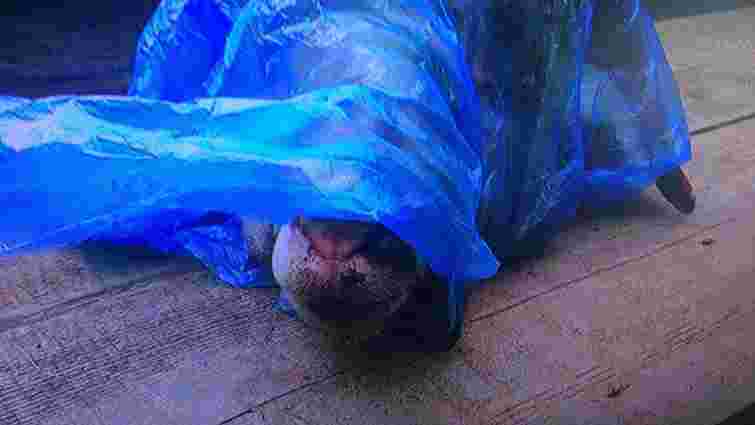 На Луганщині чоловік підкинув відрізану голову барана в автівку активіста