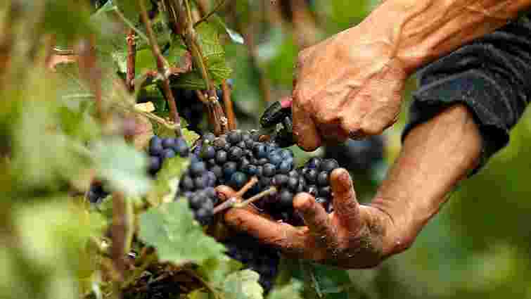 Українські науковці вивели нові сорти винограду для виробництва якісних вин