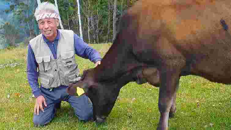 В Японії померла перша в світі клонована корова