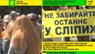 Як незрячі в Києві пішли на приниження задля захисту «халявного» проїзду в маршрутках