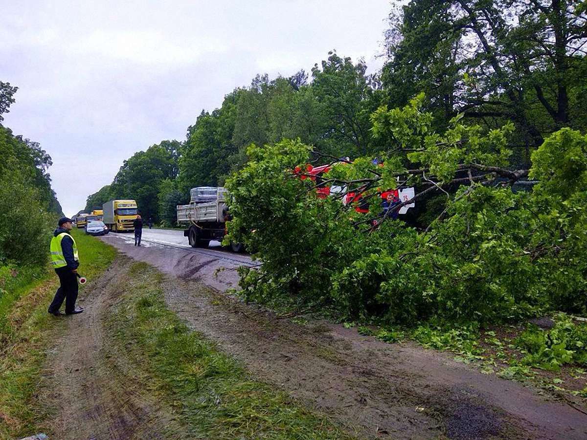 Через падіння дерева на трасу Львів-Городок травмувався водій