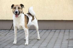 Сіріус і трохи магії