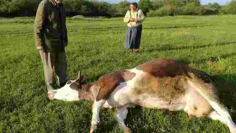 Масове отруєння селянських корів сталося на Івано-Франківщині