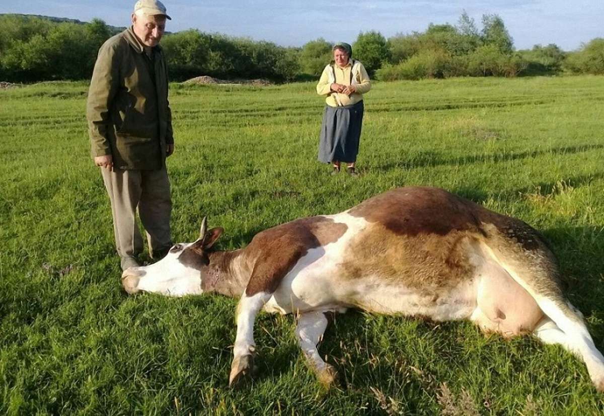Масове отруєння селянських корів сталося на Івано-Франківщині
