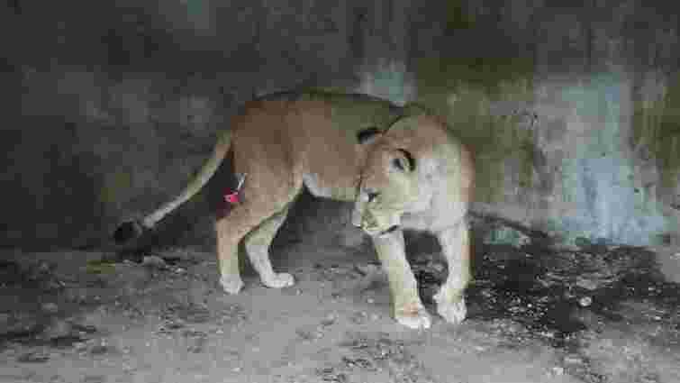 Трьох левиць із приватного зоопарку біля Самбора повезуть на реабілітацію до Африки