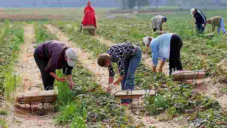 У Польщі заявили про брак працівників з України для збору врожаю полуниць