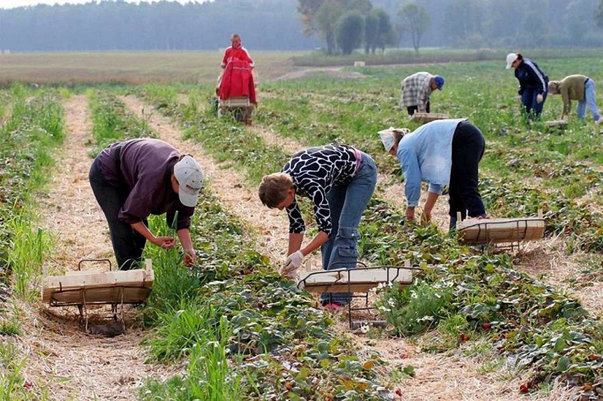 У Польщі заявили про брак працівників з України для збору врожаю полуниць
