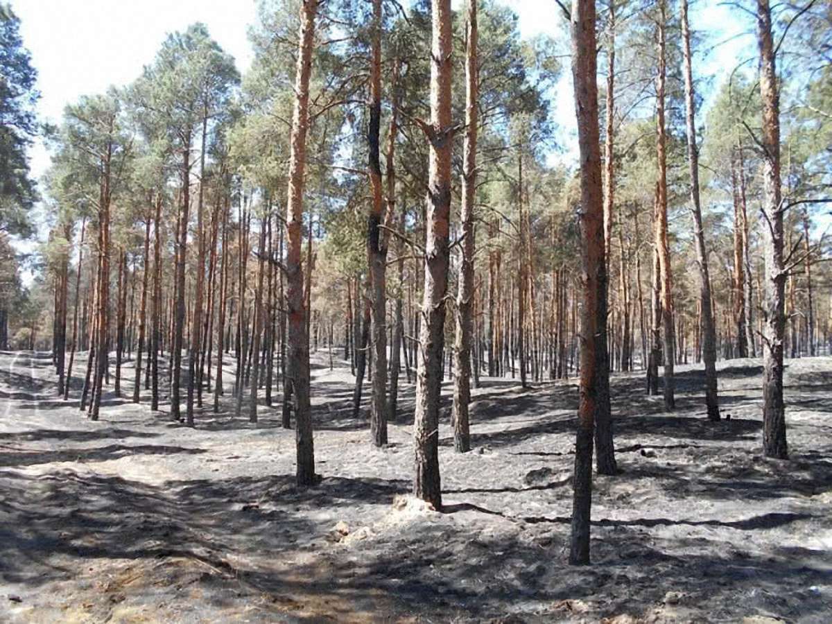 На Херсонщині ліквідували лісову пожежу, що тривала 5 днів