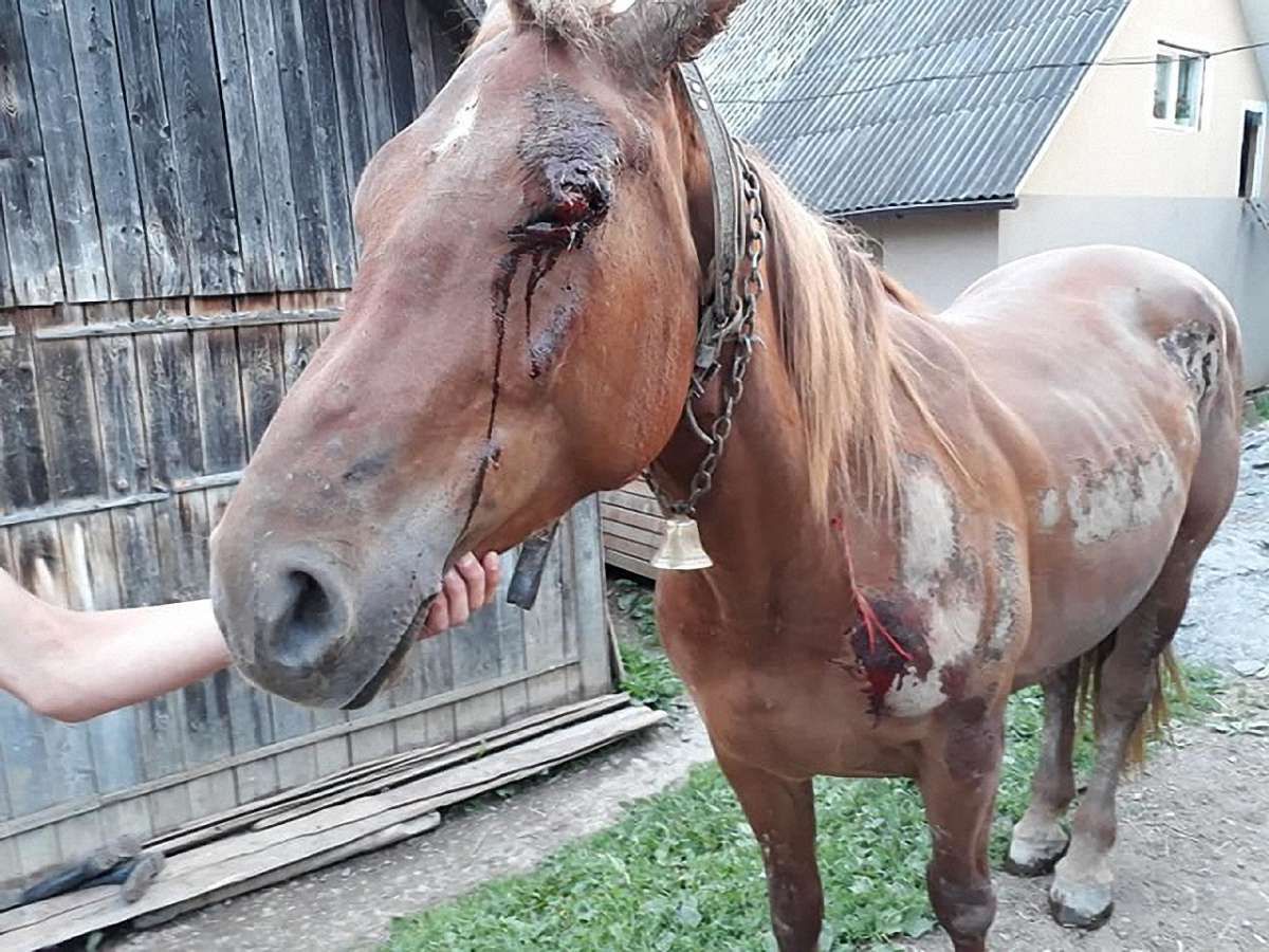 На Закарпатті п'яний екс-помічник лісничого тягав прив'язаного до УАЗу коня по асфальту