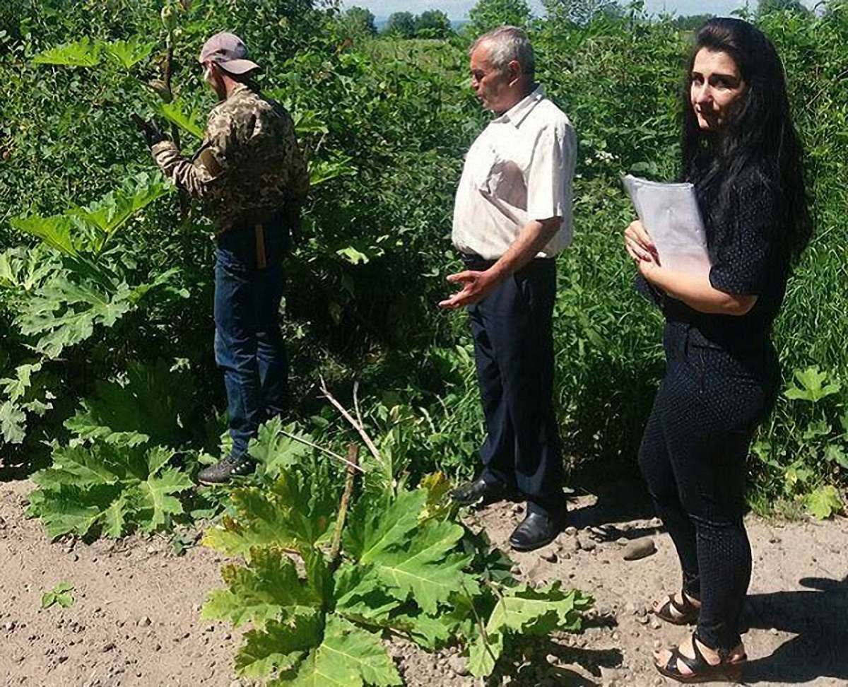 На Прикарпатті неплатника аліментів примусили косити борщівник