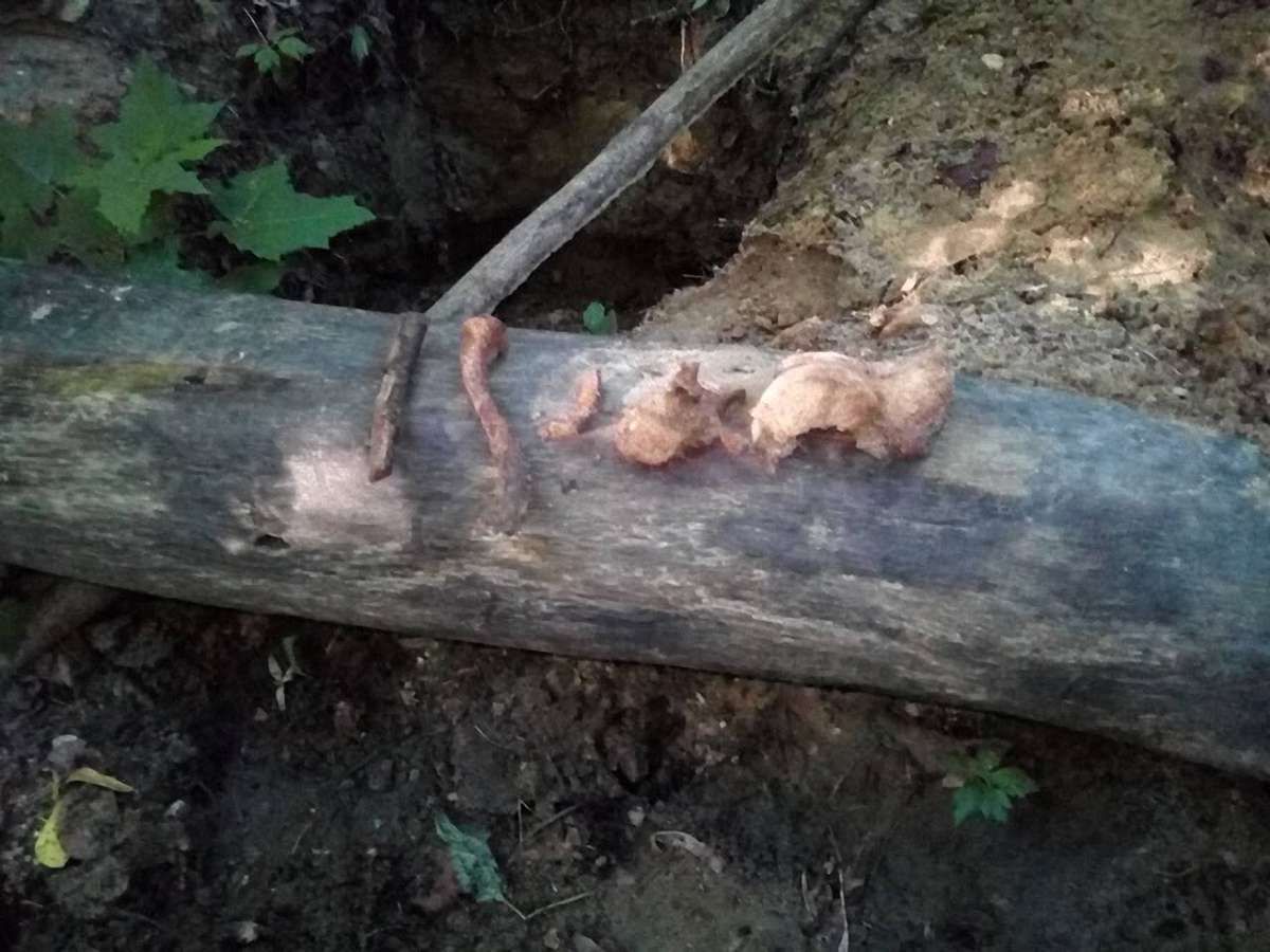 На Яворівщині мародери пограбували масове поховання часів Першої світової війни