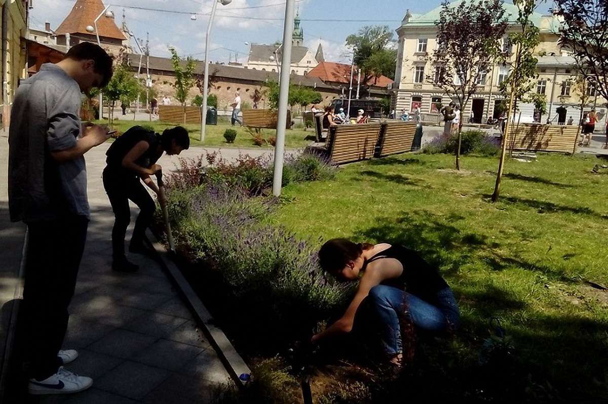 На площі Митній висадили кущі чаберу та троянд