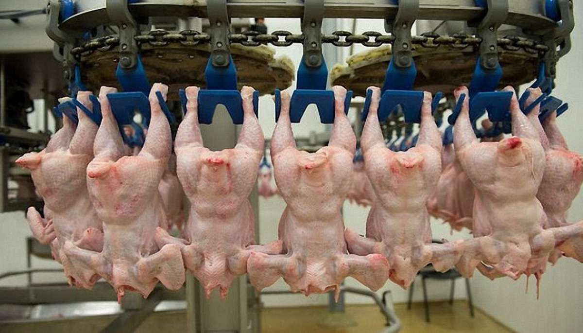 Україна очолила рейтинг країн з найдешевшим м’ясом птиці 