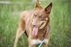 Твоя чудова Сара