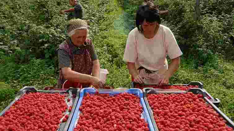 У Польщі та Сербії фермери обурені збільшенням імпорту української малини