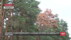 Лісники зафіксували масове всихання соснових дерев на Львівщині
