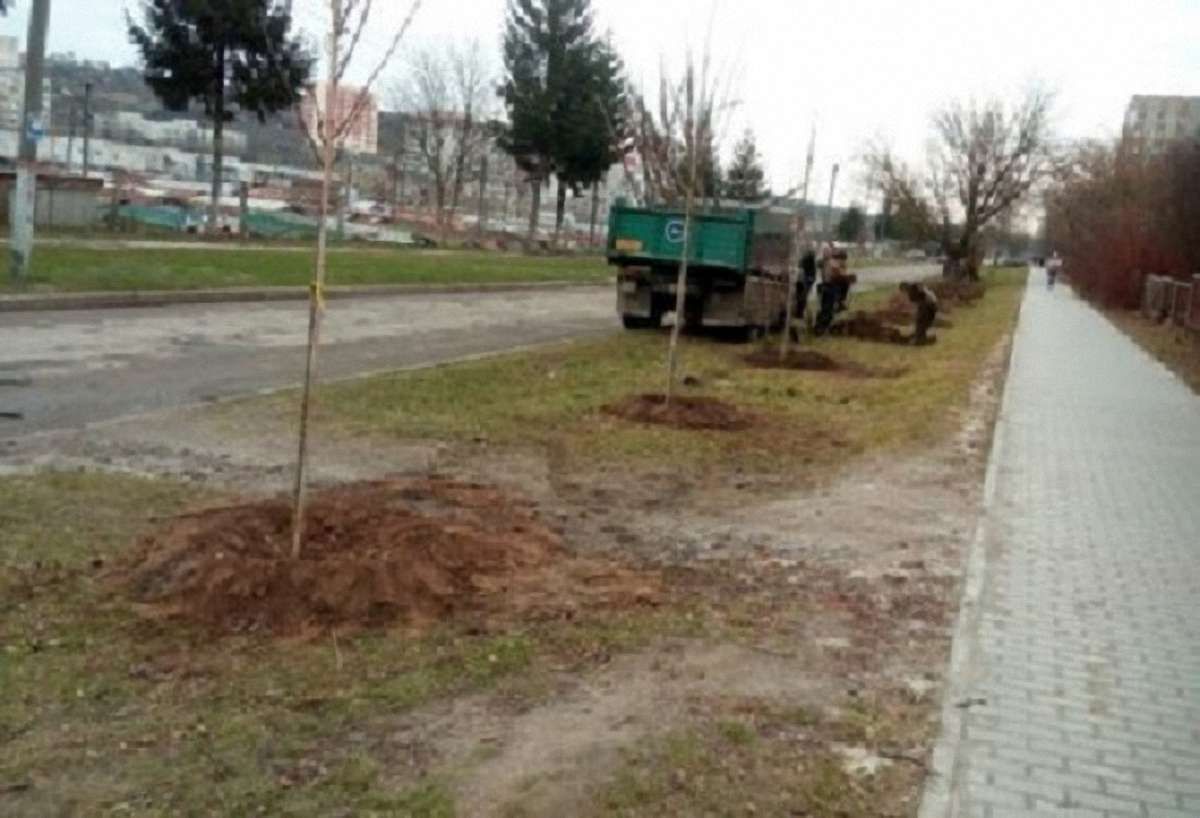 У Львові близько ₴1 млн виділили на висадку дерев