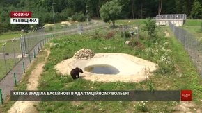 У притулку «Домажир» поселили врятовану від мисливських собак ведмедицю