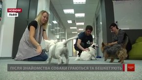 Працівники 30 компаній Львова взяли зі собою на роботу собак