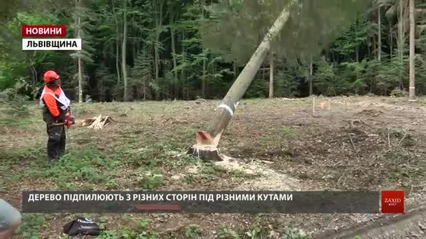 На Львівщині визначили найкращого вальника лісу
