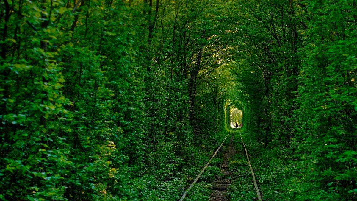 В'їзд до «Тунелю кохання» на Рівненщині для туристів зробили платним